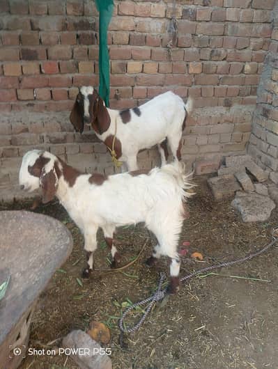 urgent sale my desi female goats