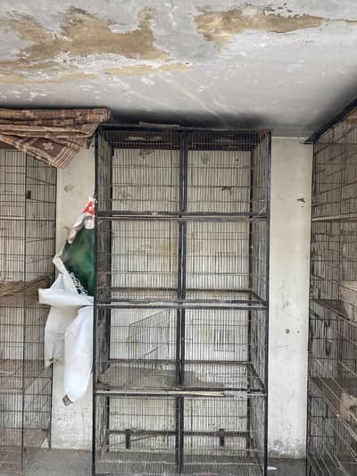 Pingra 10/9 coundtion sirf Pingra he try nahi he