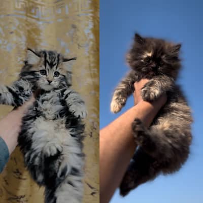 CONTACT US : 03105322532