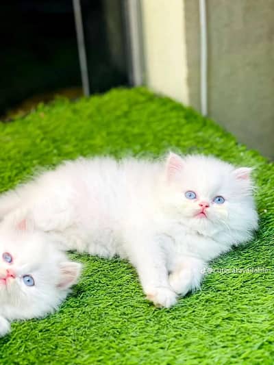 cat beautiful information my WhatsApp 0323=========3415==========963