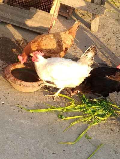 Dasi hens for sale