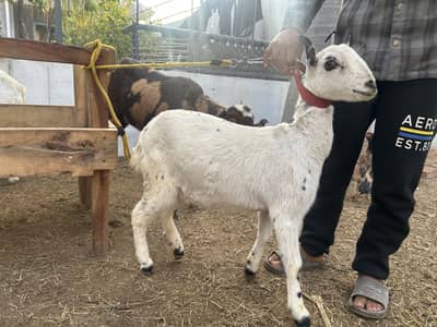 Barabari gabban path tedi