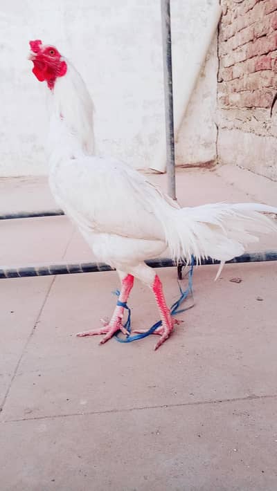 Mashallah Top Quality paper white Heera murga white eyes white nok n