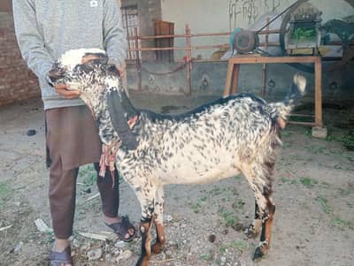 goat far sale in Gujranwala