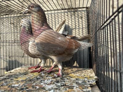 Pigeon Pair