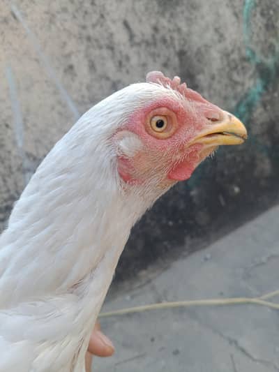 pure aseel White hen