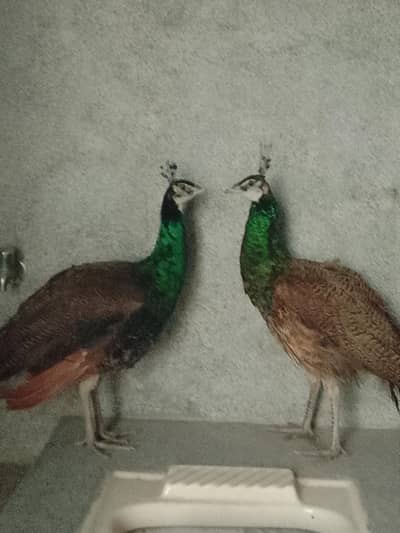 2 Peacock males
