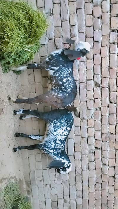 2 piour dasi maki chani male and female