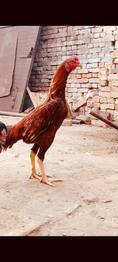 aseel breeders 2 pair adult pair egg laying