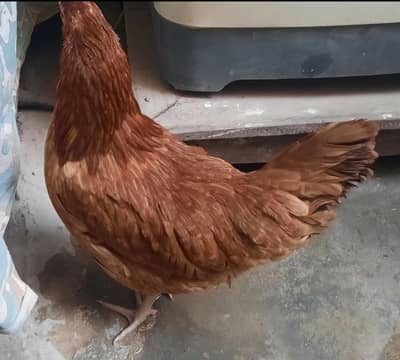 Egg Laying Hen with Rooster, Beautiful