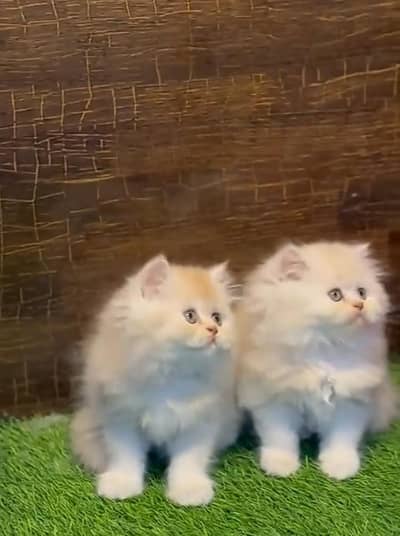 Punch face kitten for sale   WhatsApp, 03126762031