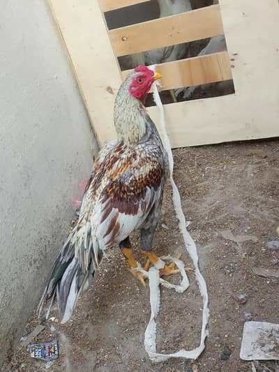 i m saling aseel shajra patha