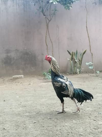 aseel Thai Murga cross