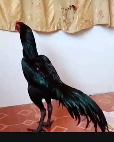 breed aseel heera my WhatsApp number 03410473472