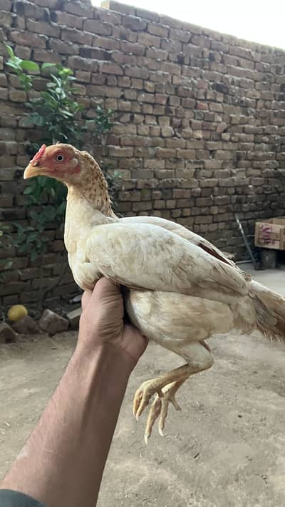 Breader female for sale