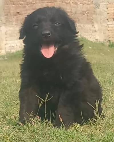 German Shepherd long coat / german shepherd dog / dog for sale