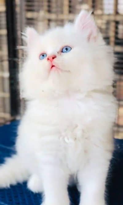 Punch face kitten for sale   WhatsApp, 03126762031