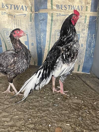 High Quality Aseel pair available