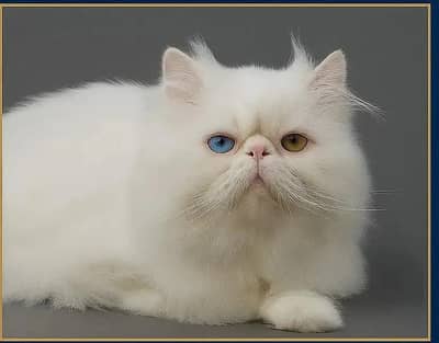 Piki Face Odd eye Stud Male | Peki | Peke | Stud | matting| Persian