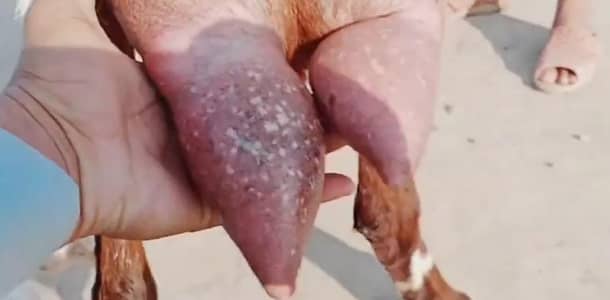 2 butcher vali Rajan puri bakri for sale. 03376219832