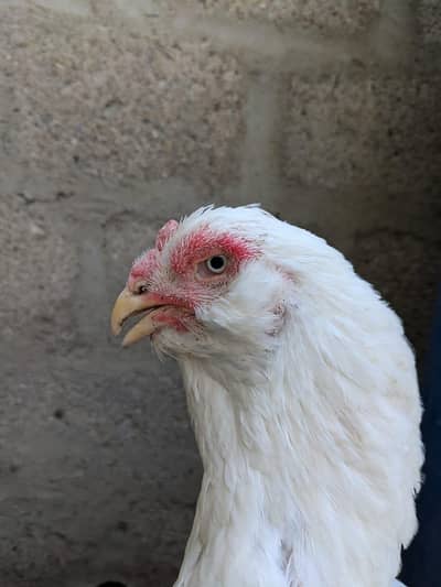 Qandhari cross Heera Phata