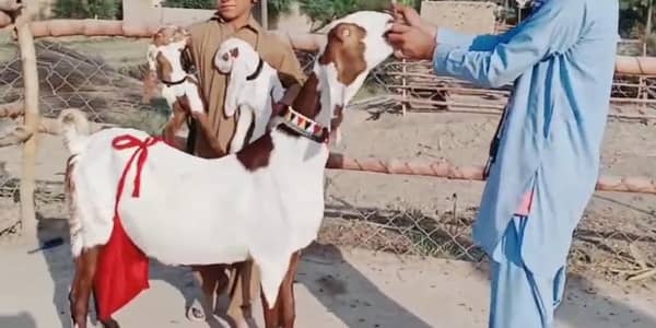 2 butcher vali Rajan puri bakri for sale. 03376219832