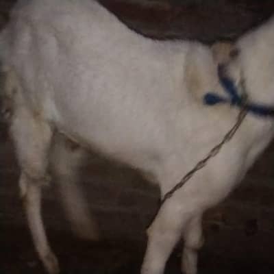 Bakra bareeder full.