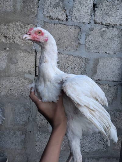 Qandhari cross Heera Phata