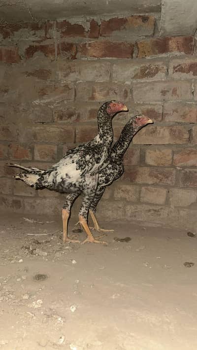 SHAMO CHIKS FOR SALE