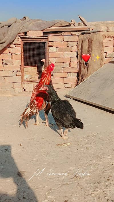 pure aseel pair and jawa aseel murga available