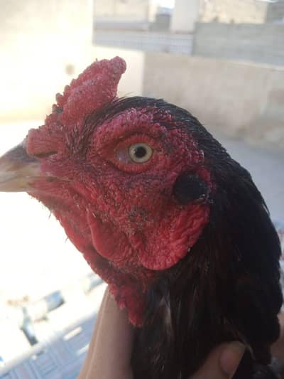 vip chez ha jisko samj ai woi rapta kre