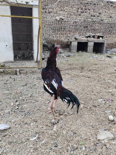 For sale Lakha Morga