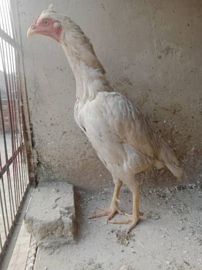White Herra Aseel Murge For Sale