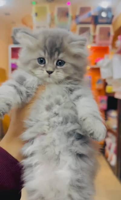 Persian Kitten for Sale