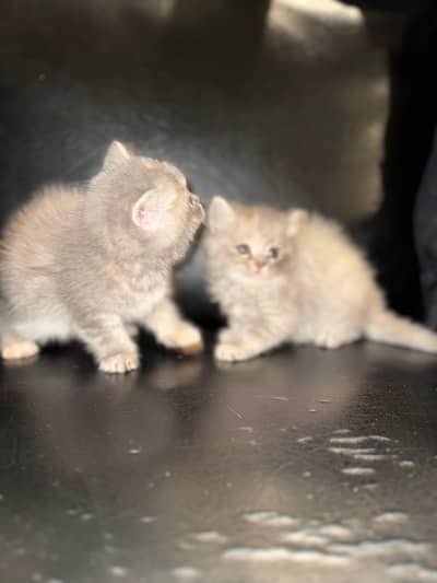 Persian kitten