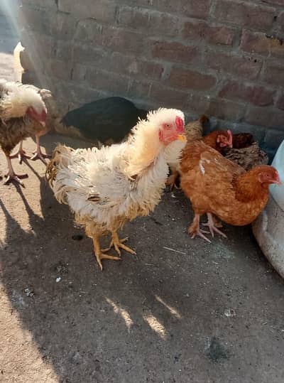 aseel frezil fancy exchange prsible