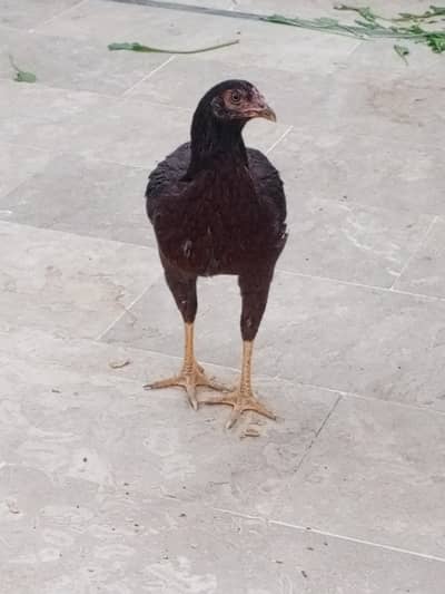 aseel murgi ha achi quality ki