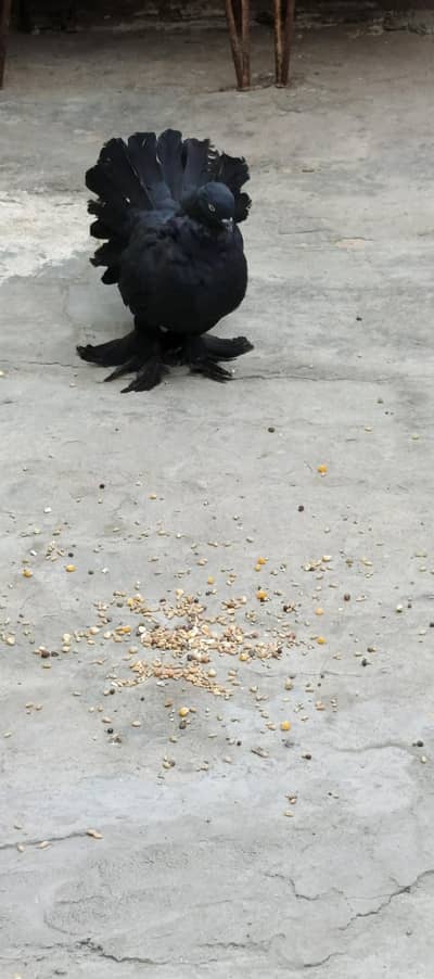 breeder pair for sale 03006604781