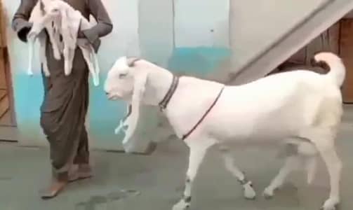 gulabi bakri do bacchon ke Sath for sale WhatsApp 0318,4661884