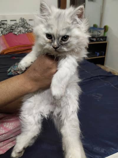 Persian triple coated semi punch face