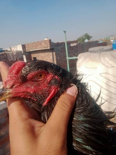 Japanese shamo Jett black male