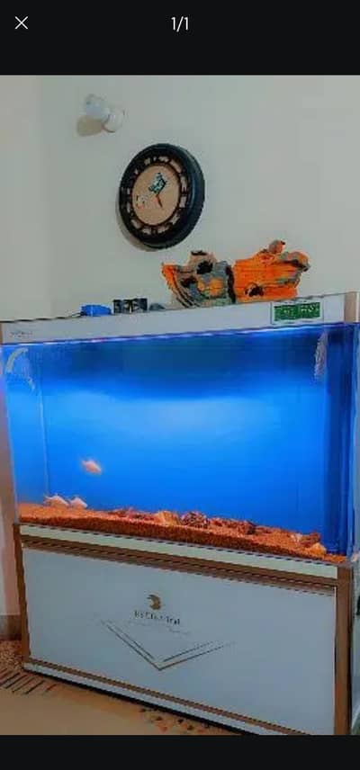 fish aquarium 5 ft