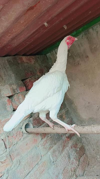 Paper White Heera madii/female For sale