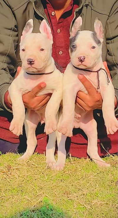 kohati gultair pair | kohati gultair dog for sale