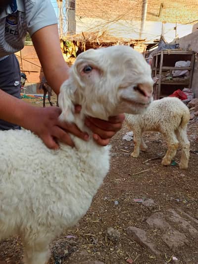 2.5 to 3 month age Top quality mundary