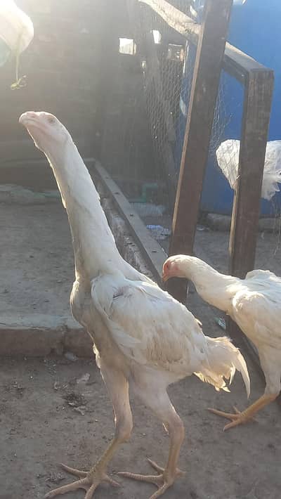 pure shamo paper white