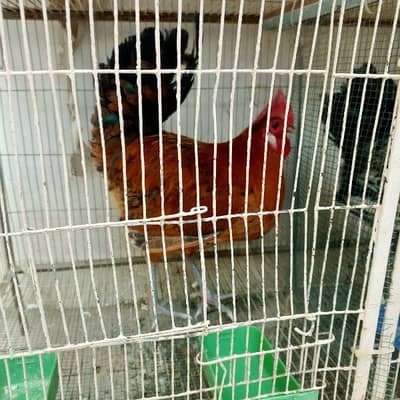 Desi Hens Pair For Sale