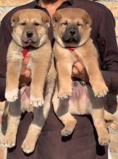 Afghan Kuchi Pair for sale / Security Dog