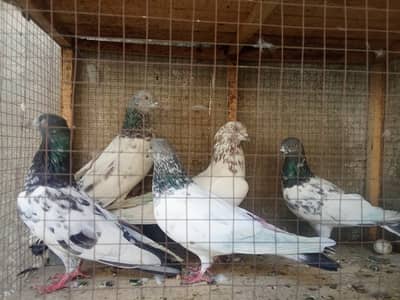 Pigeons Available