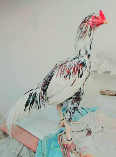 MASHALLAH HIGHI QULITY ASEEL PATHY